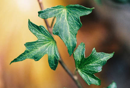 Hedera helix Anita