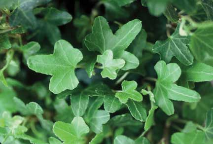 Hedera helix Duck Foot