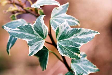 Hedera helix Misty