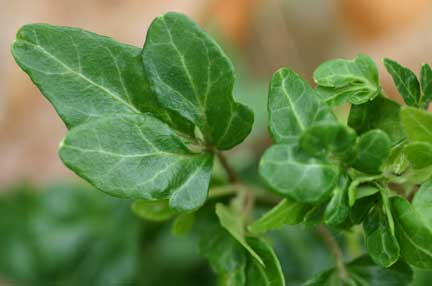 Hedera helix Shamrock