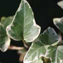 Hedera helix Eva