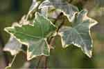 Hedera helix