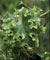 Hedera helix 'Clotted Cream'